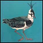 Lapwing by Isabel Crozier